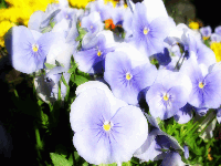 Dynamic linear accent preview