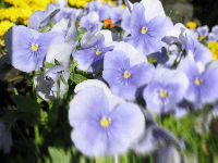 Random Side pull preview