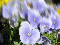 Dynamic Area Size preview