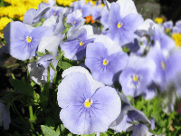 Floating blur zone preview